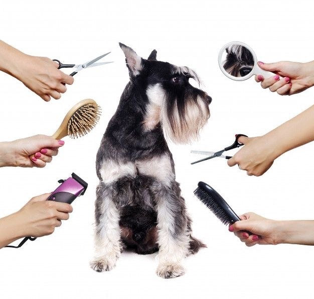 In-shop grooming Service Kumasi