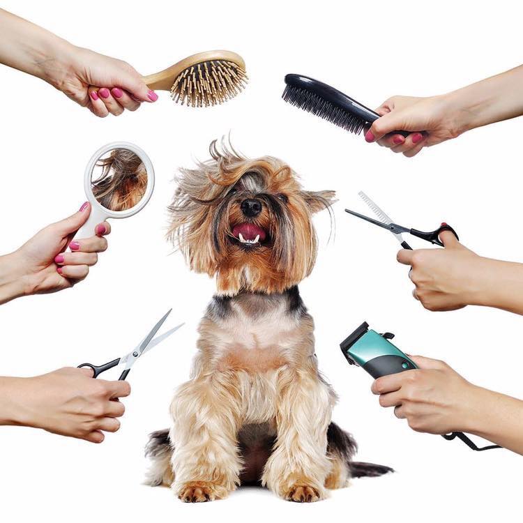In-shop grooming Service Accra