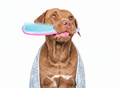 In-shop Grooming- Large Breeds