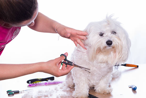 In-shop grooming Service Accra